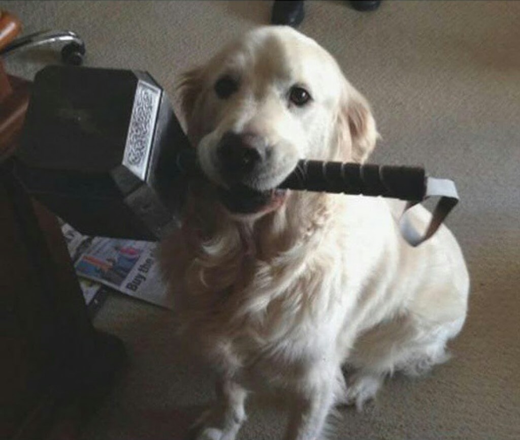 Golden Retriever holding Thor's hammer Mjolnir